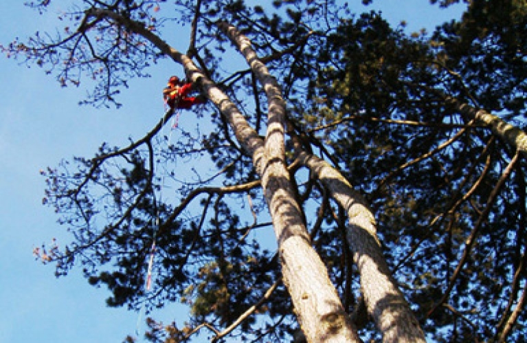 Élagage de grands arbres